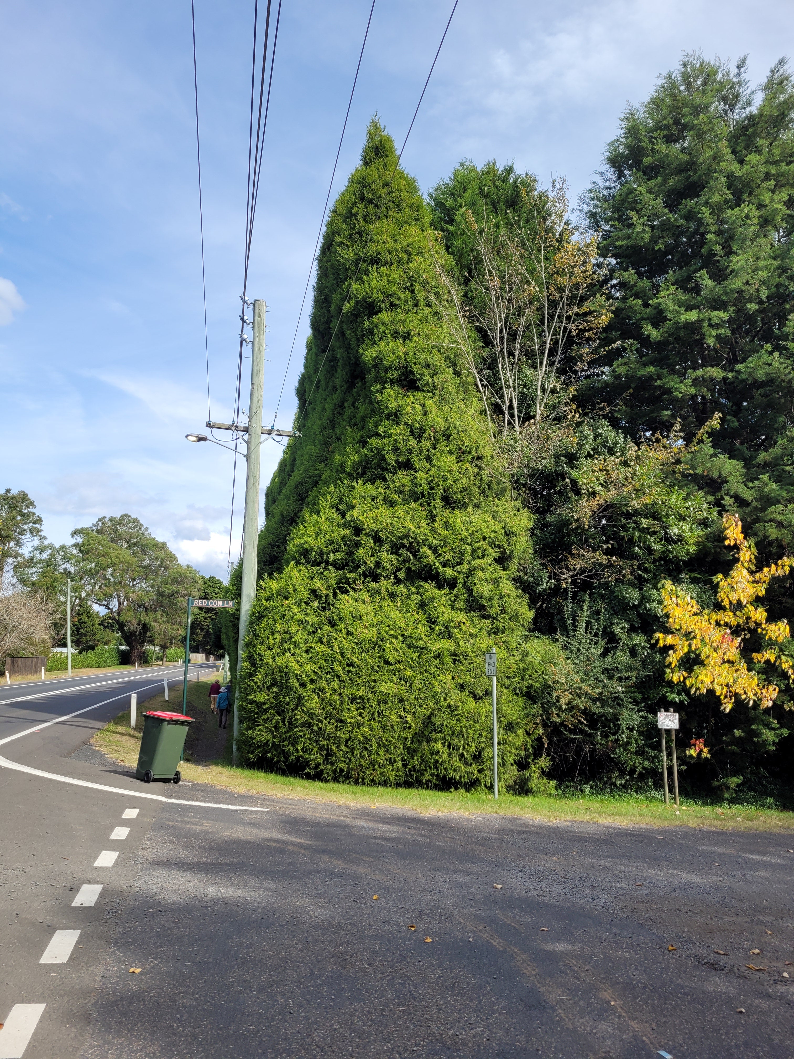 Cupressus torulosa (Bhutan Cyprus)