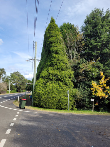 Cupressus torulosa (Bhutan Cyprus)