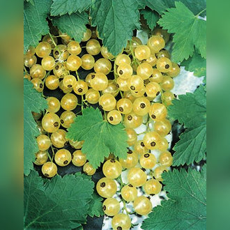 Currants (4 Varieties Available) - Tablelands Nurseries Online 