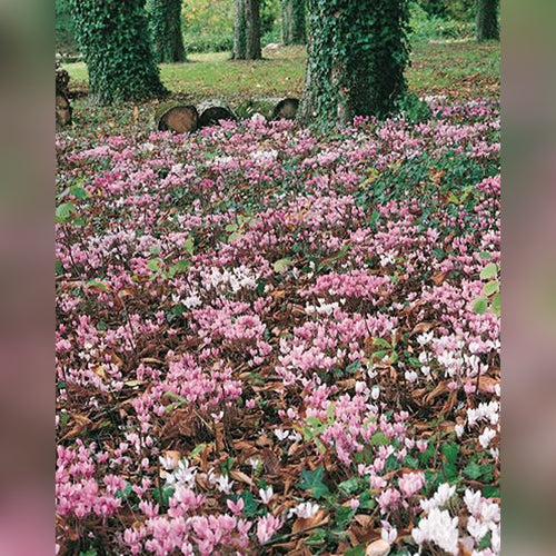 Cyclamen hederifolium