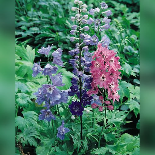 Delphinium Pacific Giant (Mixed Colours)