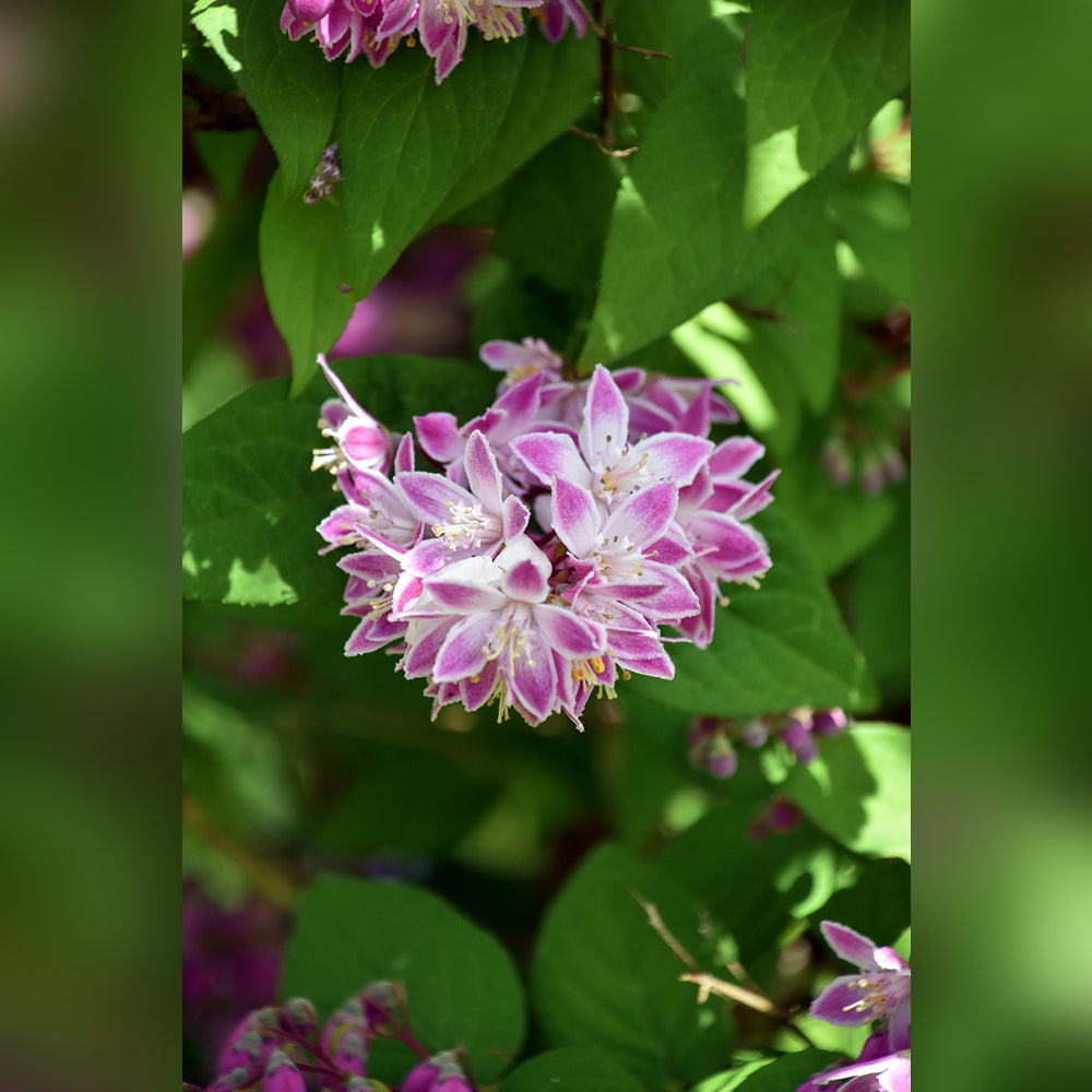 Deutzia (5 Varieties Available)