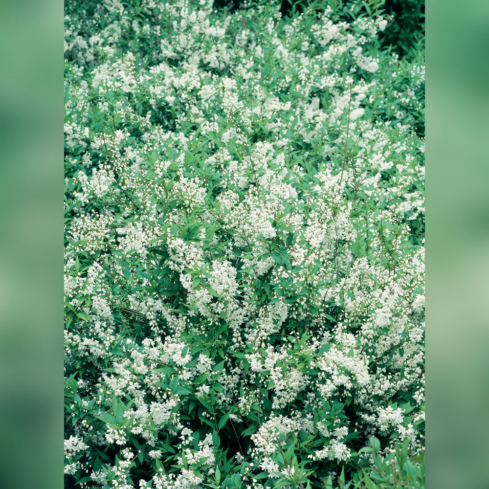 Deutzia (5 Varieties Available)