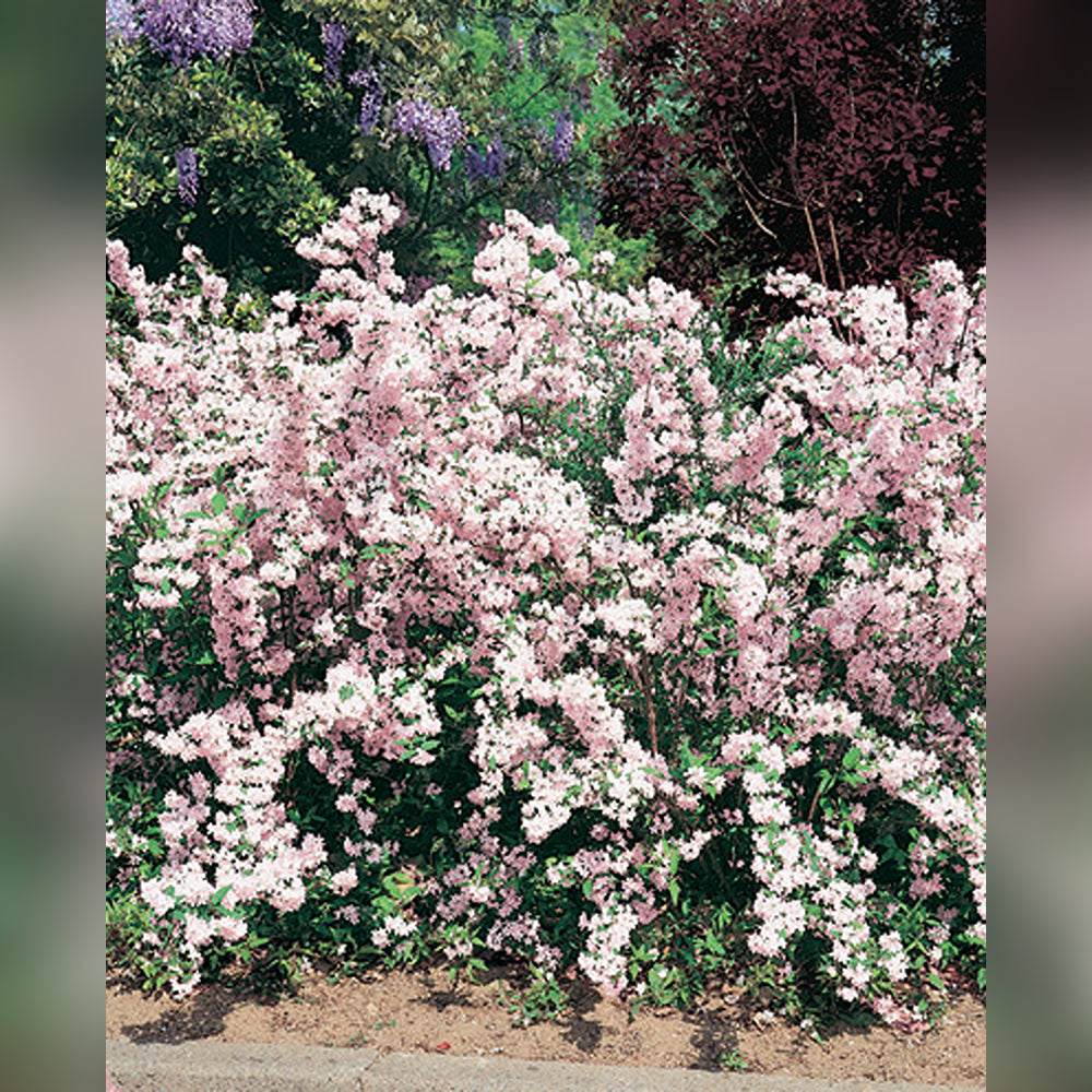 Deutzia (5 Varieties Available)