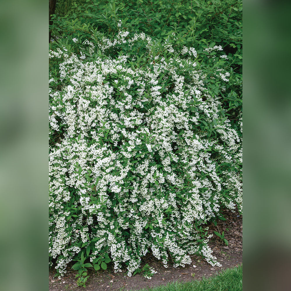 Deutzia (5 Varieties Available)