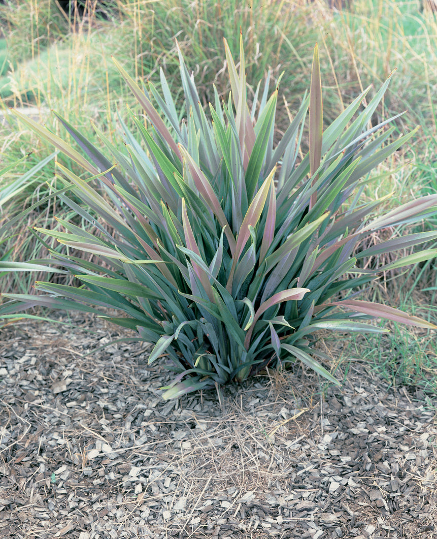 Dianella tasmanica (Splits 15 per pot)
