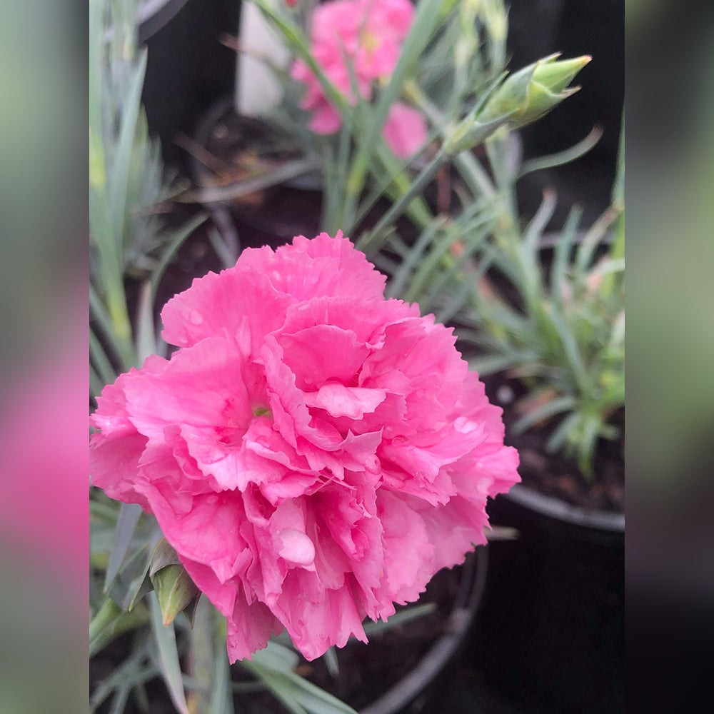 Dianthus (4 Varieties Available)