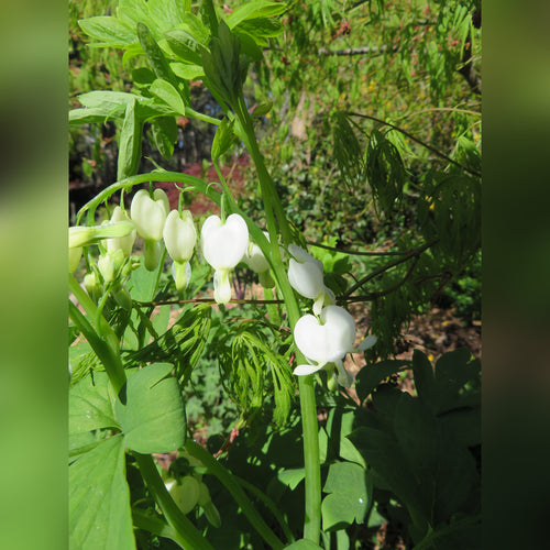 Dicentra spectabalis Alba (White Bleeding Heart)