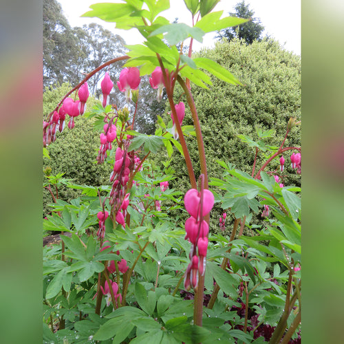 Dicentra spectabalis (Bleeding Heart)