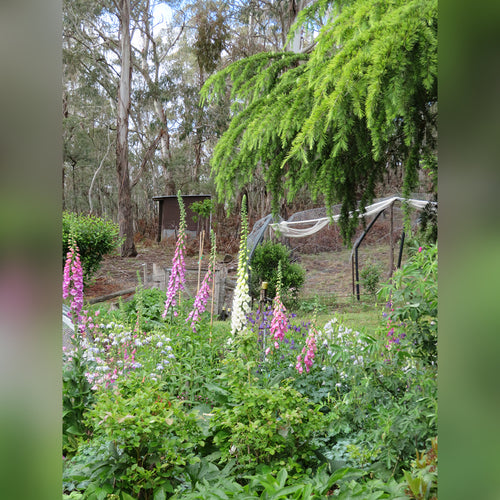 Digitalis purpurea (Dalmation Mix)