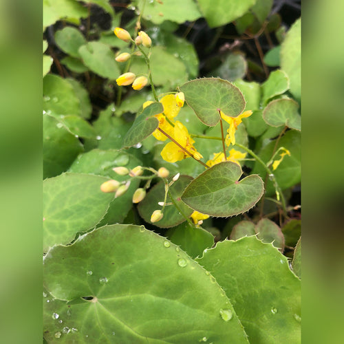 Epimedium spp. (5 Varieties Available)