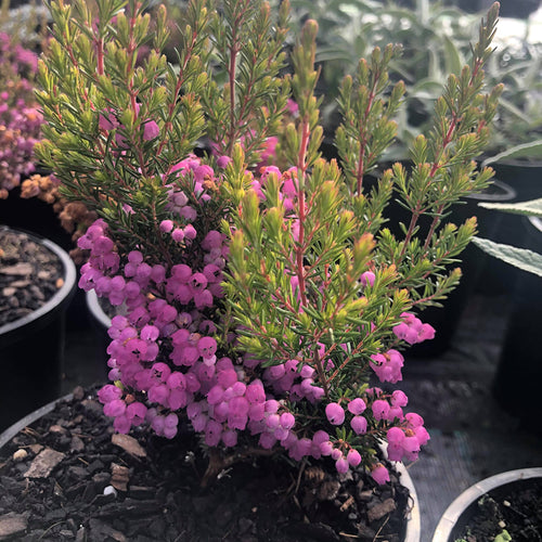 Erica melanthera