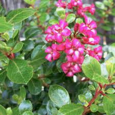 Escallonia (4 Varieties Available)