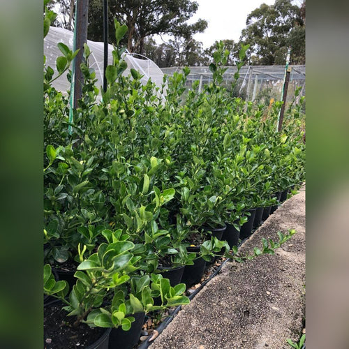 Euonymus japonicus (Japanese Spindlebush)