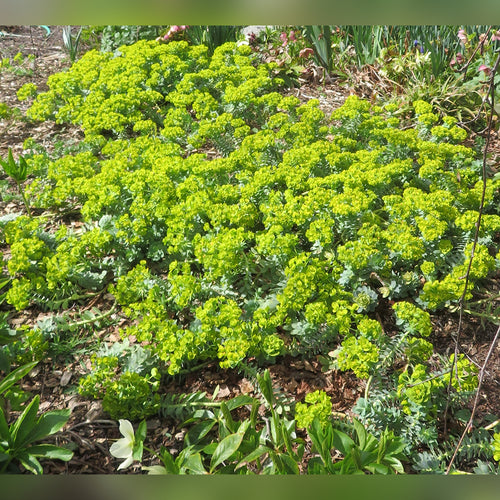 Euphorbia myrsinites