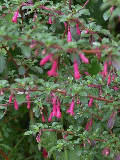 Fuschia (9 Varieties Available)
