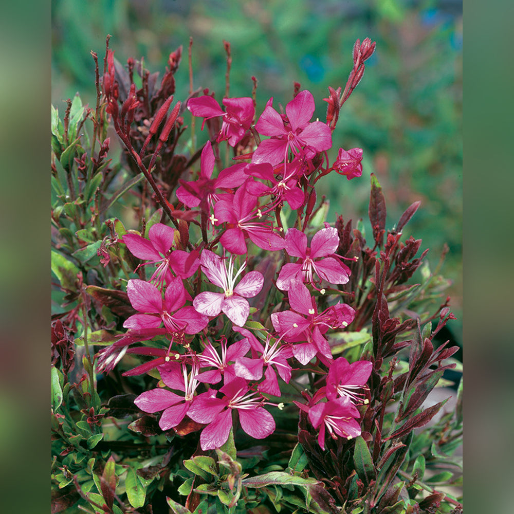 Gaura (2 Varieties Available)