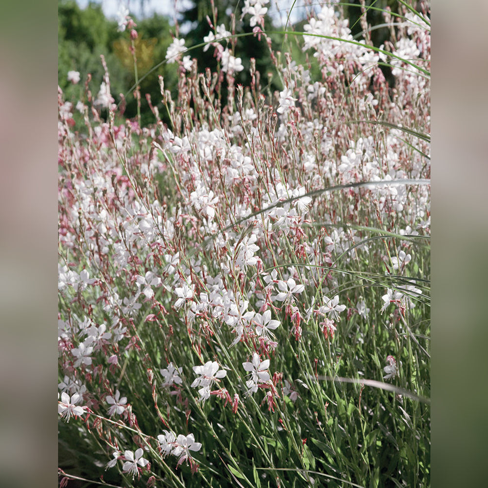 Gaura (2 Varieties Available)