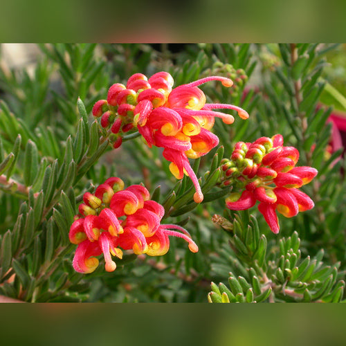 Grevillea 'Fireworks'