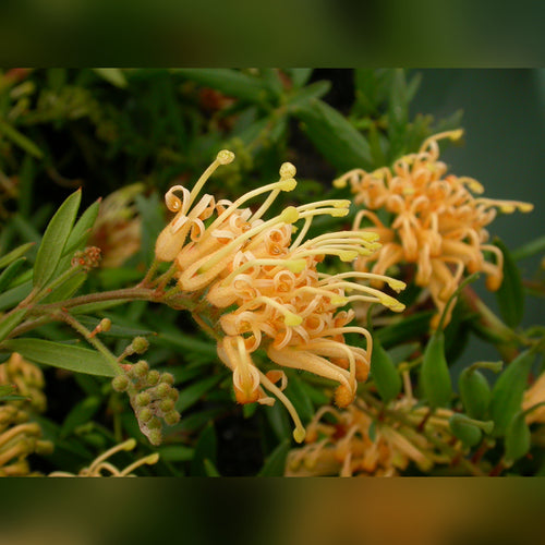 Grevillea 'Gold Fever'