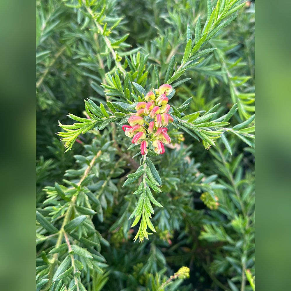 Grevillea 'Hills Jubilee'