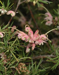 Grevillea 'Pink Lady' - Tablelands Nurseries Online 