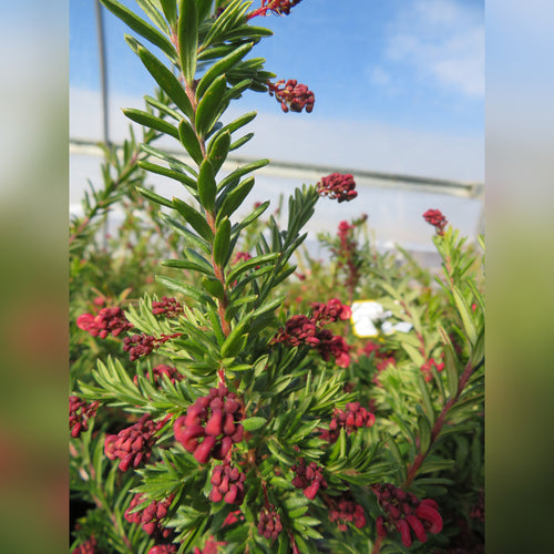 Grevillea 'Mt Tamboritha'