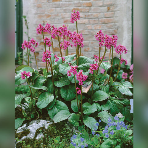 Heartleaf Bergenia (2 Varieties Available)