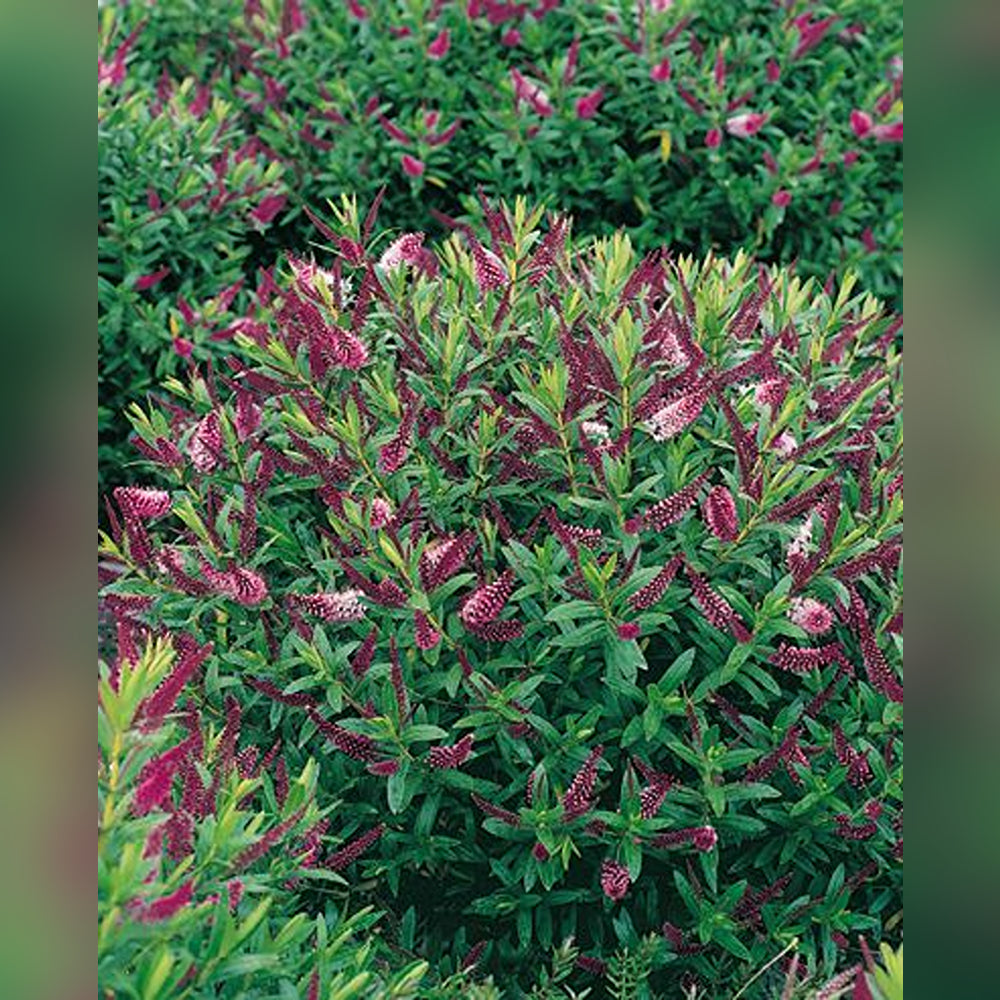 hebe Hebe (5 Varieties Available) – Tablelands Nurseries Online