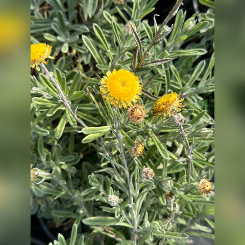 Helichrysum rutidolepis