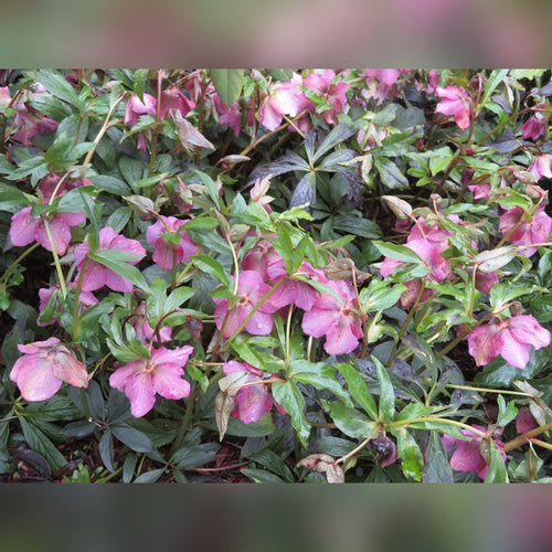 Hellebore (10 Varieties Available)