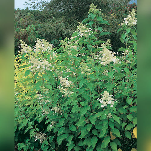 Hydragea paniculata (3 Varieties Available)