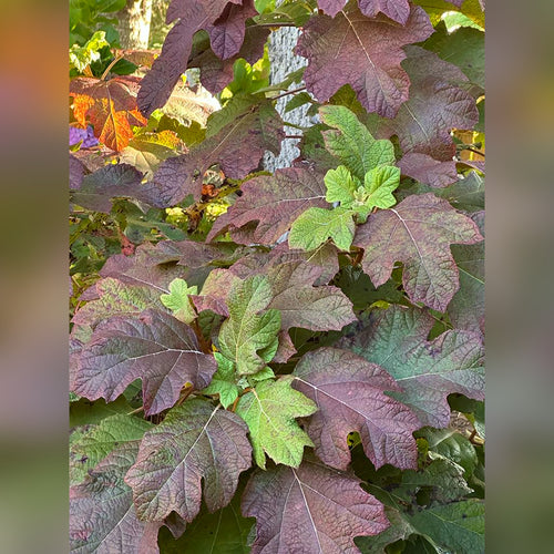 Hydrangea quercifolia