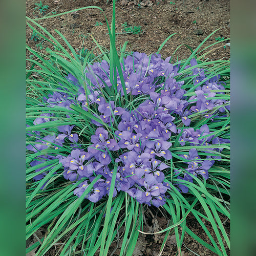 Iris unguicularis (Winter Iris)