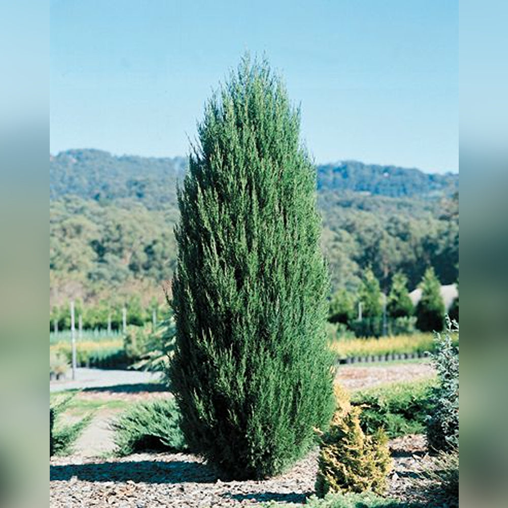 Juniperus chinensis 'Spartan'