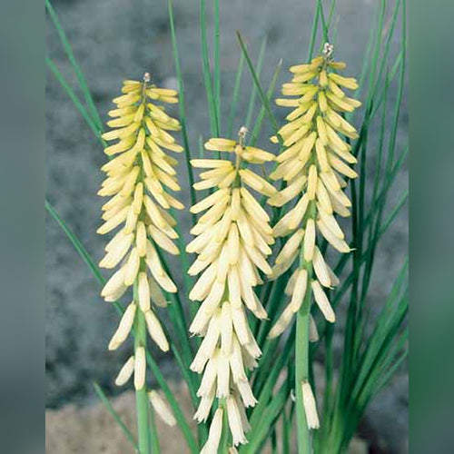 Kniphofia (Little Maid)