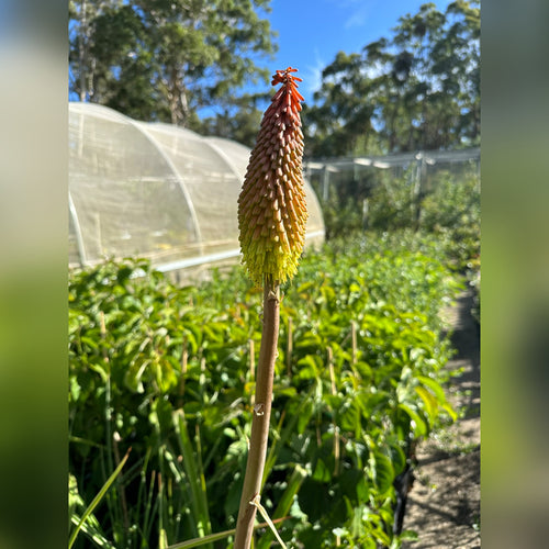 Kniphofia uvaria (Red Hot Poker)