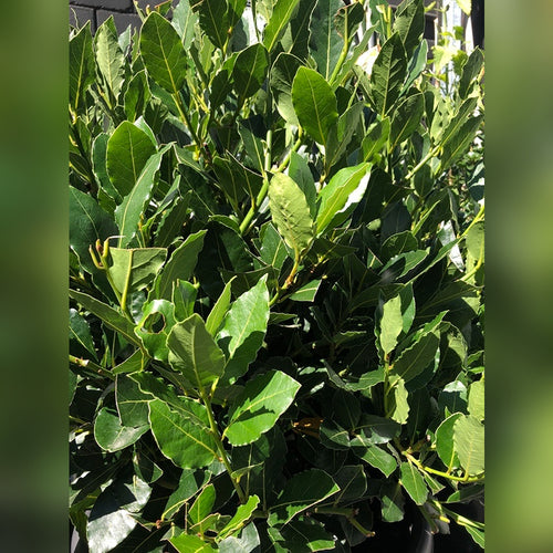 Laurus nobilis (Bay Tree)