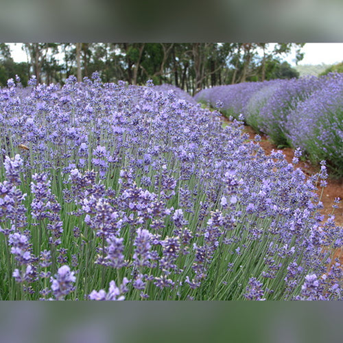 Lavandula angustifolia - English Lavender (2 varieties available)