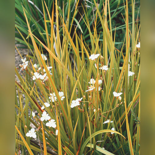 Libertia peregrinans