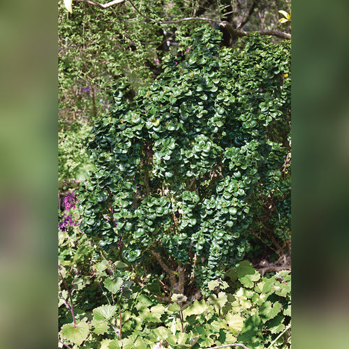 Ligustrum Rotundifolium (Japanese Privet)