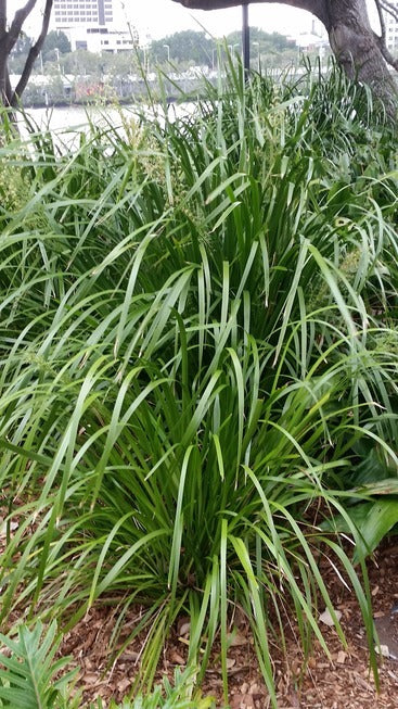 Lomandra longifolia (Splits 15 per pot)