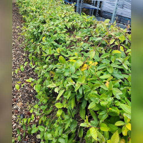 Lonicera japonica (Japanese Honeysuckle)