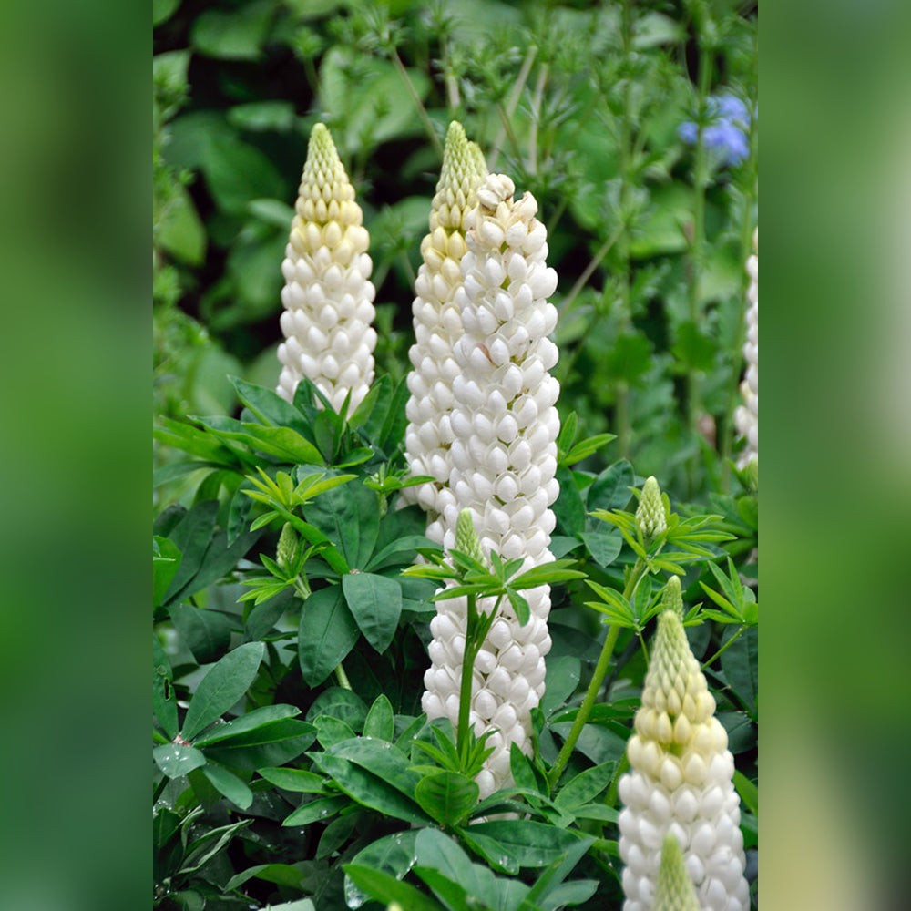 Lupinus polyphyllus (8 Varieties Available)