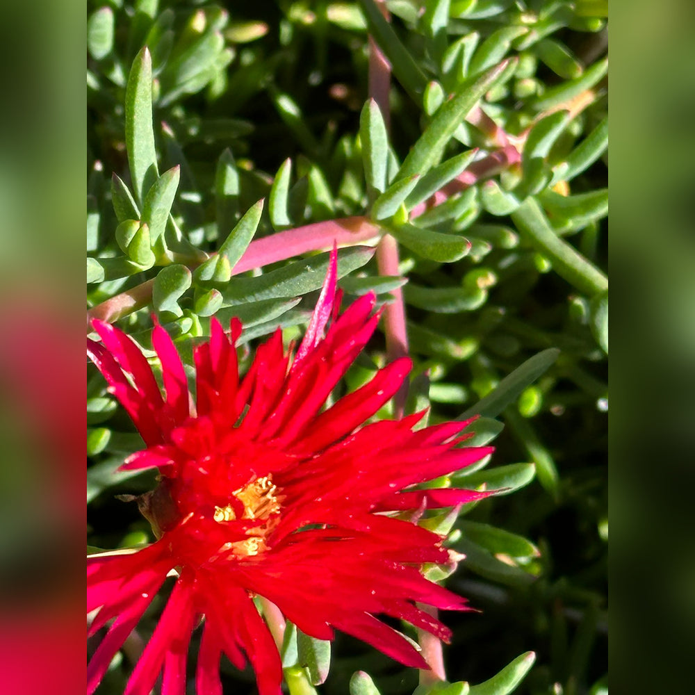 Pigface (4 Varieties Available)