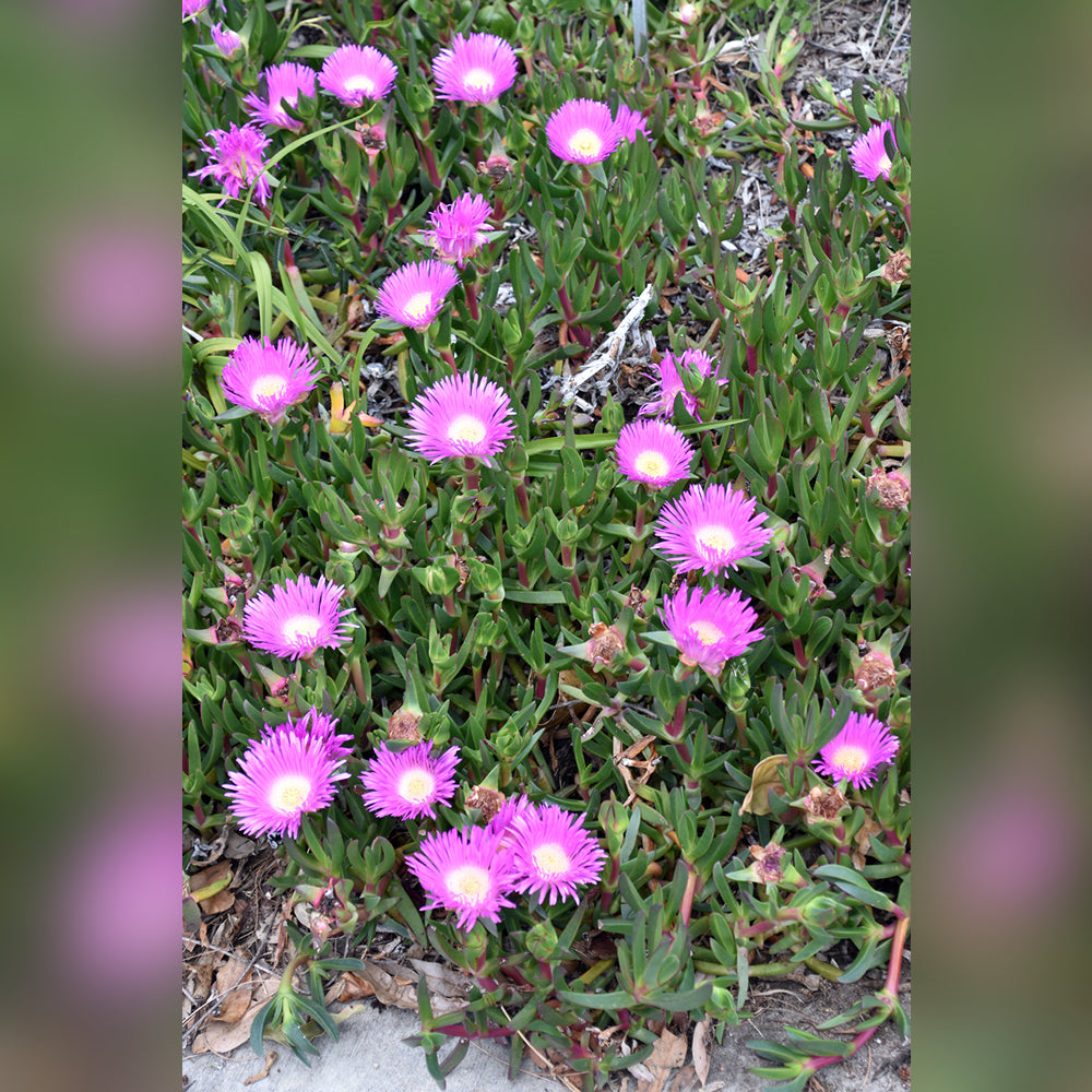 Pigface (4 Varieties Available)