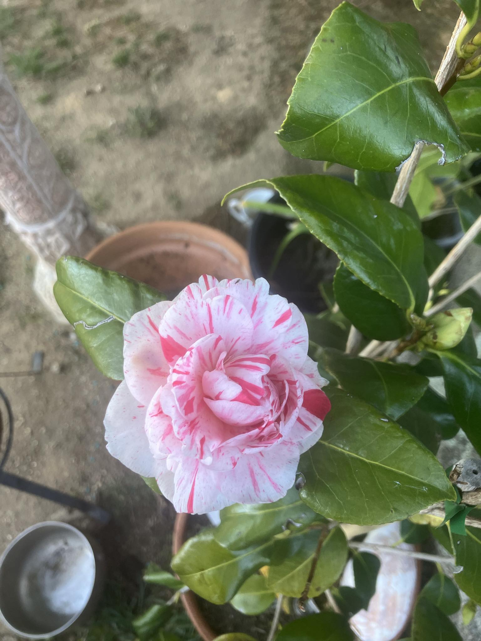 Camellia japonica and Hybrids (24 Varieties Available)