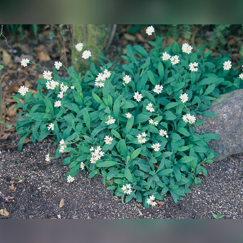 Myostotis salvatica Victoria Alba 'Forget-Me-Not'