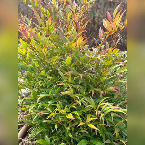 Nandina Gulfstream