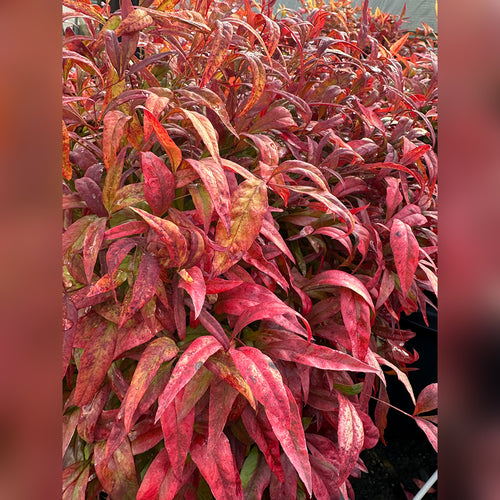 Nandina domesticata 'Nana' (Dwarf form)